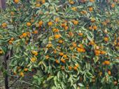 Сдам оптом собранные мандарины по 50 руб. 