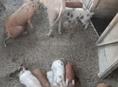 Продаю  поросята 