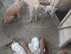 Продаю  поросята 