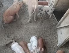 Продаю  поросята 