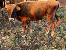 Бычки и коровы