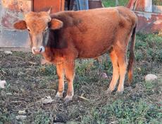 Бычки и коровы