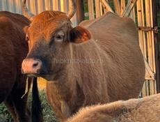 Бычки и коровы 