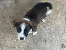 Продажа щенков баксера 