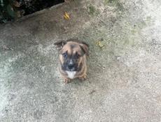 Продажа щенков баксера 