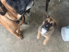Продажа щенков баксера 