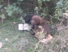 Прошу помочь заберите щенков 