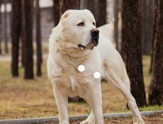 Приму в дар молодого алабая 