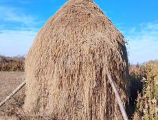 Продаю сена в с. Члоу