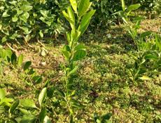 Продаются саженцы мандаринов кованова и сентябрьский сорт ростом мандарины не высокийе