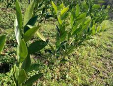 Продаются саженцы мандаринов кованова и сентябрьский сорт ростом мандарины не высокийе