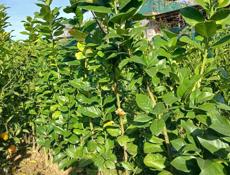 Продаются саженцы мандаринов кованова и сентябрьский сорт ростом мандарины не высокийе