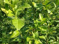 Продаются саженцы мандаринов кованова и сентябрьский сорт ростом мандарины не высокийе 