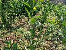 Продаются саженцы мандаринов кованова и сентябрьский сорт ростом мандарины не высокийе