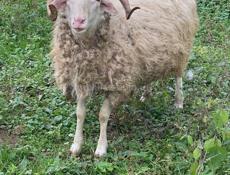 Продам барана и барашку