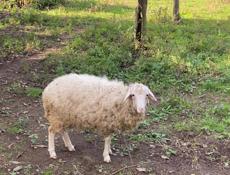Продам барана и барашку