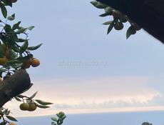 Пойдем собирать мандарины 6 человек  собираем хорошо  250 р 