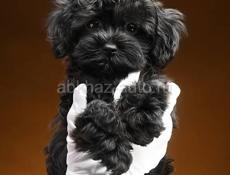 Куплю,маленькую породу собаки 