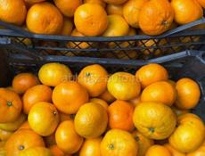 Продам мандарины