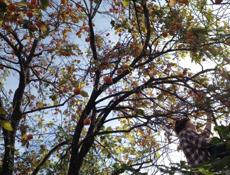 Куплю земельный участок