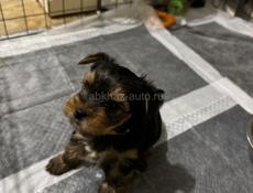 Йоркширский терьер (Мальчик)