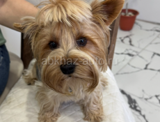 Йоркширский терьер (Мальчик)