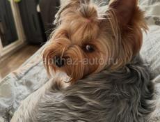 Йоркширский терьер (Мальчик)