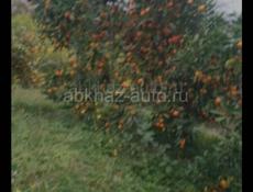 ИЩЕМ РАБОТУ НА СБОР МАНДАРИН 