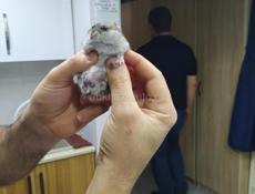 Джунгарские хомячки