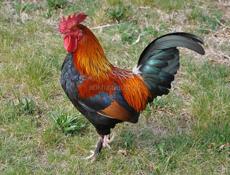 Продаются петухи и куры 