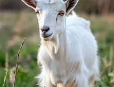 Продаются козы 