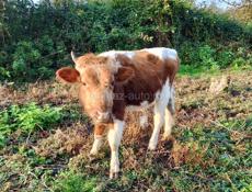 Продам срочно