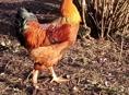 Продам курей петухов 58 штук. Оптом