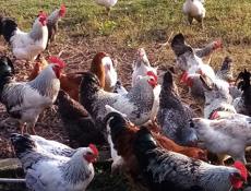 Продам курей петухов 58 штук. Оптом