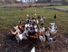 Продам курей петухов 58 штук. Оптом