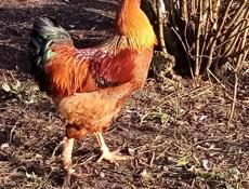 Продам курей петухов 58 штук. Оптом