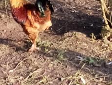 Продам курей петухов 58 штук. Оптом