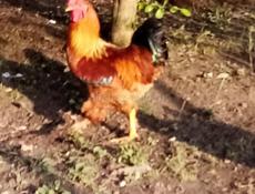 Продам курей петухов 58 штук. Оптом