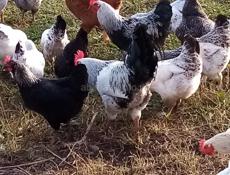 Продам курей петухов 58 штук. Оптом