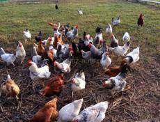 Продам курей петухов 58 штук. Оптом