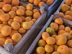 Продам мандарины 