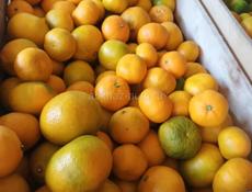 Мандарины собрание 10т