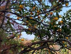 Участок 6 соток