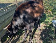 ПРОДАЕТСЯ БЫК