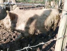 Продается кабан 🐗 60 кг 