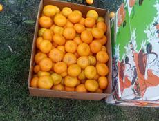 Мандарины продаю