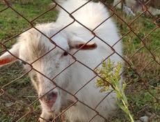 продаю козла чисто белого цвета не кастрированного  