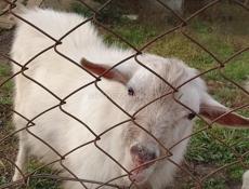 продаю козла чисто белого цвета не кастрированного  