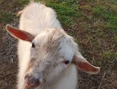 продаю козла чисто белого цвета не кастрированного  