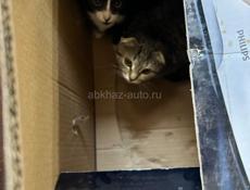 Продам кошек вислоухих шотландских котят очень красивые 